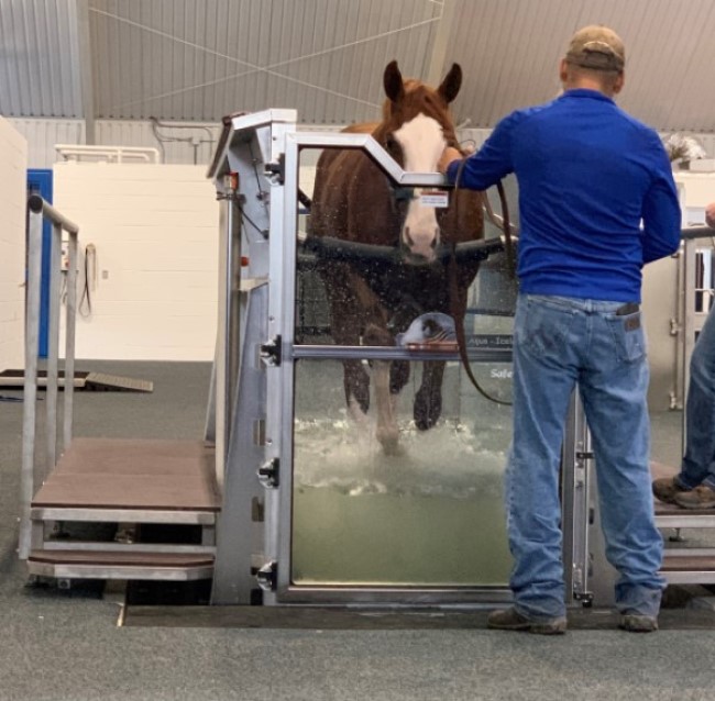 Aqua Icelander water treadmills (both in-ground and above-ground units)   Aqua treadmills at HTC are designed to relieve stress and promote healing and fitness. They have been proven to be powerful tools for rehabilitation, training and conditioning of horses. Our in ground and above ground Aqua Icelander water treadmills allow a horse to exercise the same muscles, tendons, and ligaments used when working out on the track without concussion of the track's surface. The buoyancy of the water displaces approximately 40% to 45% of the horse's body weight – while contact with the treadmill and force of working against the water still generates sufficient stress to promote bone density and encourage muscle development, while minimizing injury.